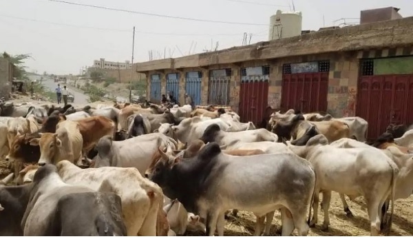 ارتفاع أسعار الأضاحي يفسد فرحة العيد